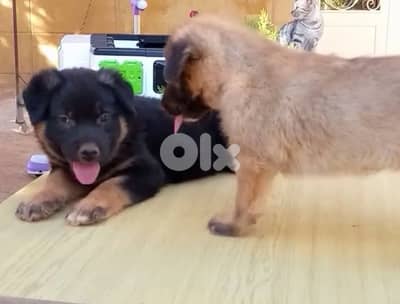 ذكر جيرمن مالينوا شيبرد