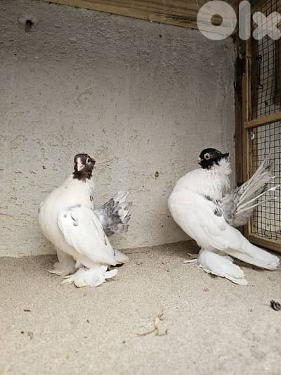 بيروت سليم سلام