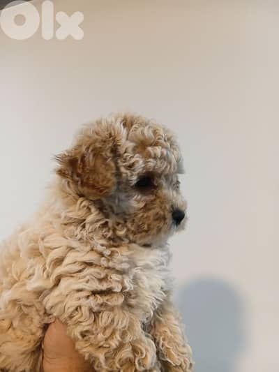 Multipoo female for sale