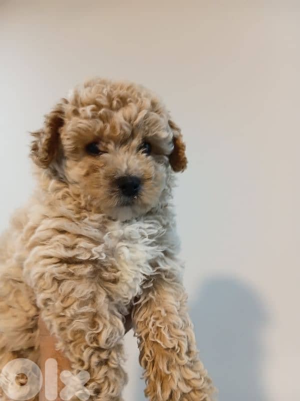 Maltipoo female for sale 2