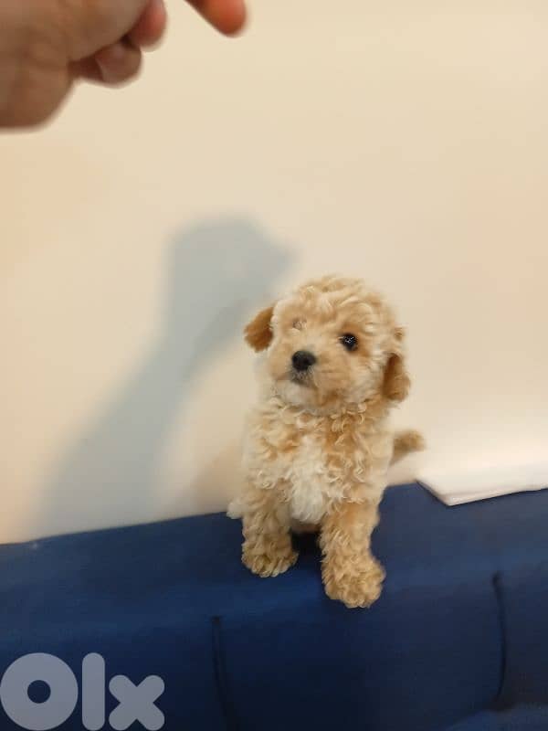 Maltipoo female for sale 3