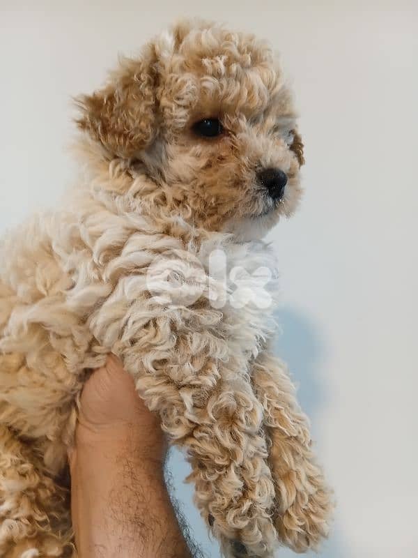 Maltipoo female for sale 4