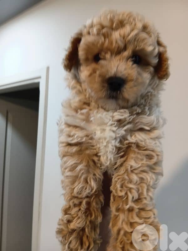 Maltipoo female for sale 6