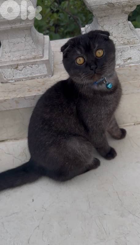 Scottish Fold Male Cat 1