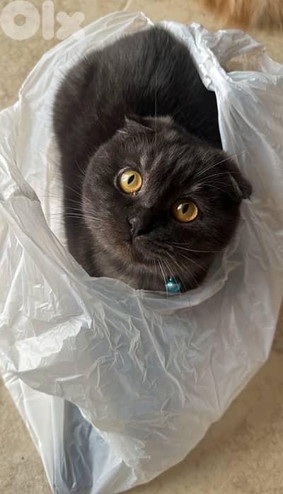 Scottish Fold Male Cat