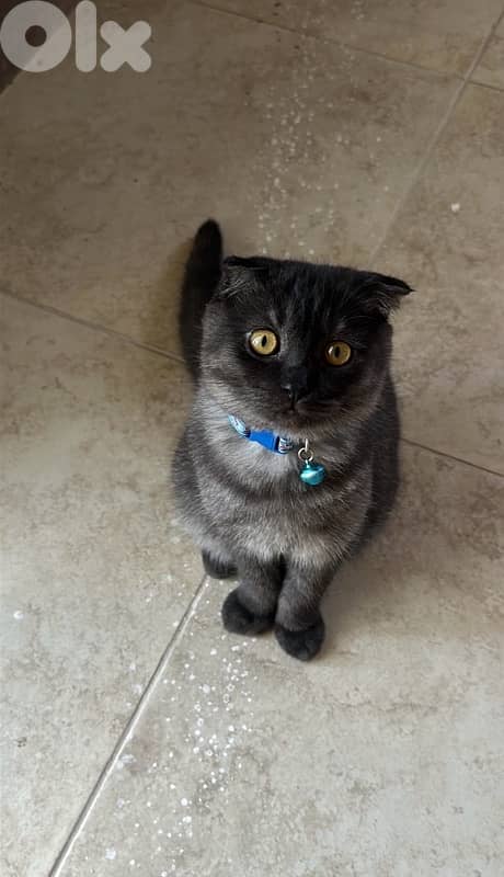 Scottish Fold Male Cat 2