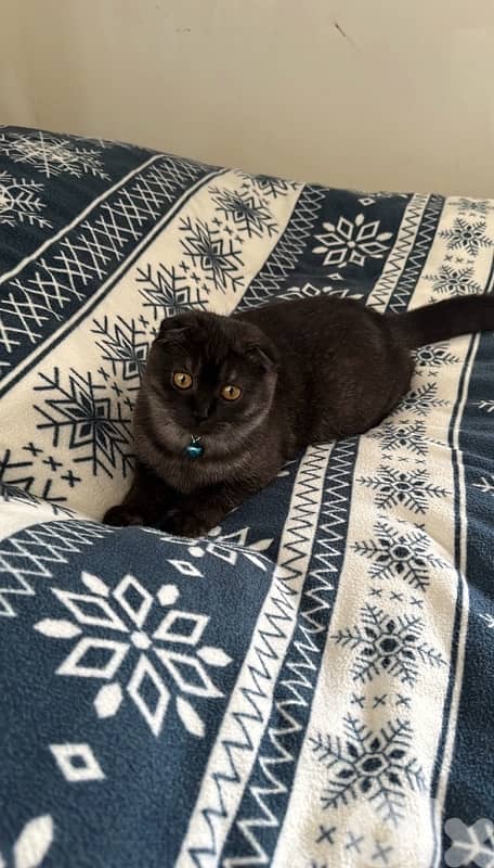 Scottish Fold Male Cat 3