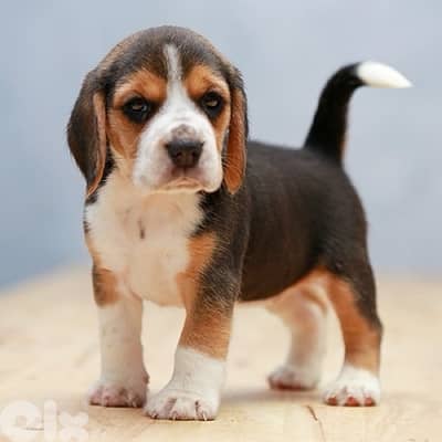 beagle