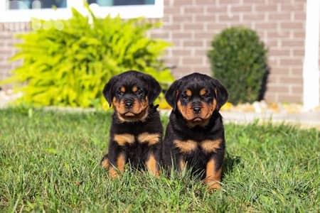 Premium Breed - Rottweiler Puppies | dog كلاب