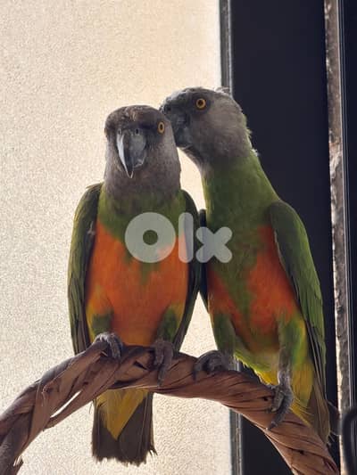 زوج يويو سنيغالي للبيع