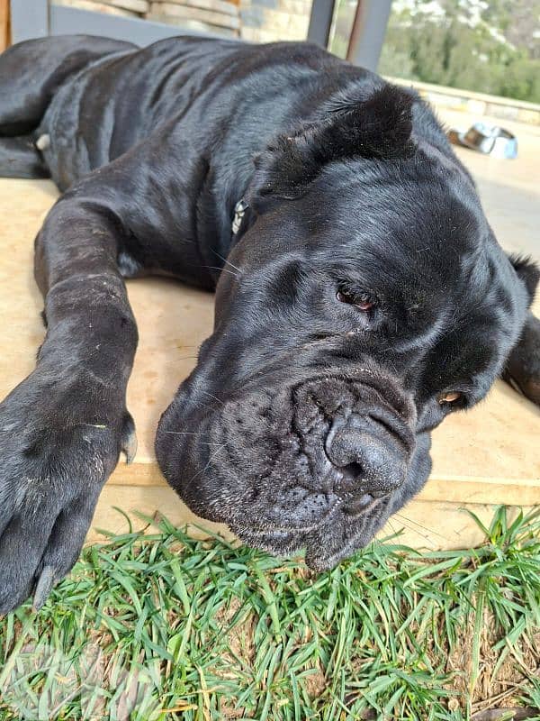 italian cane corso 1