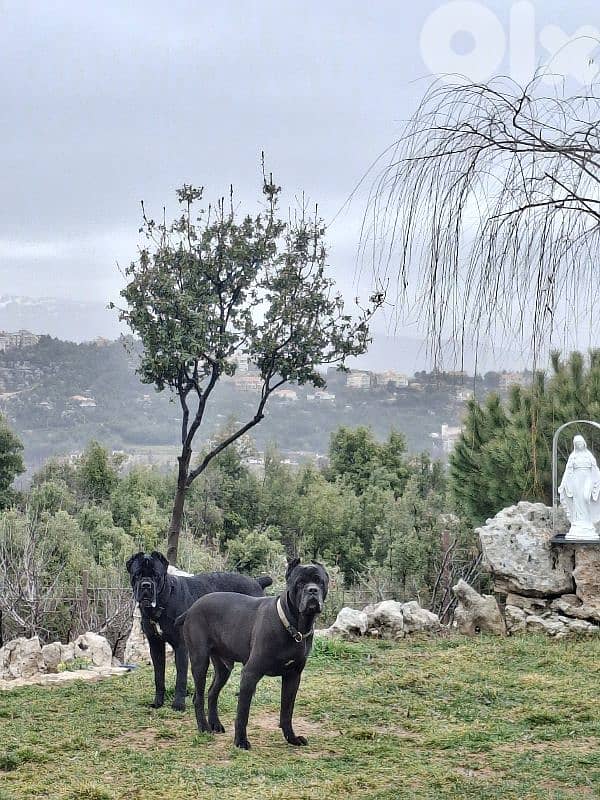 italian cane corso 2