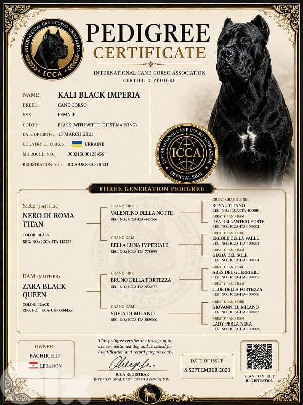 italian cane corso 3