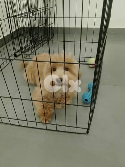 Maltipoo 6 months old. Fully vaccinated