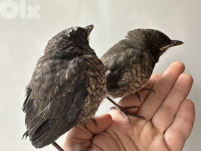 فروخ اليفة تزقيم