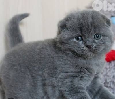 Scottish fold