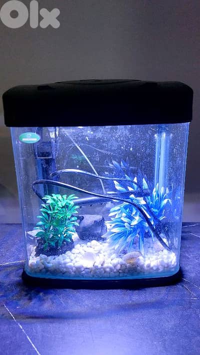 Fish Aquarium
