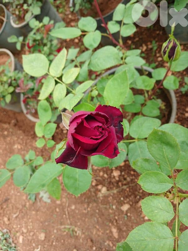 بعلبك 8