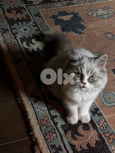 rag mix him 60$ bas lyom maa kel ghrada