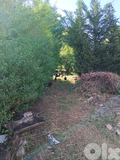 يوجد لدينا دجاج بلدي للبيع