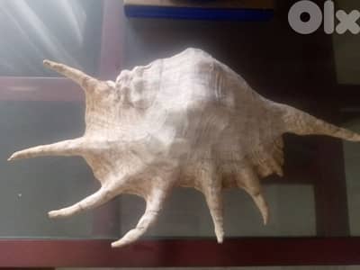 Spiny murex high 40 cm