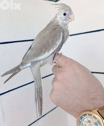 ذكر كروان وايت فايس عمرو ٣ اشهر