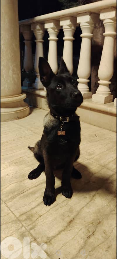 Belgium Malinois 3.5 months