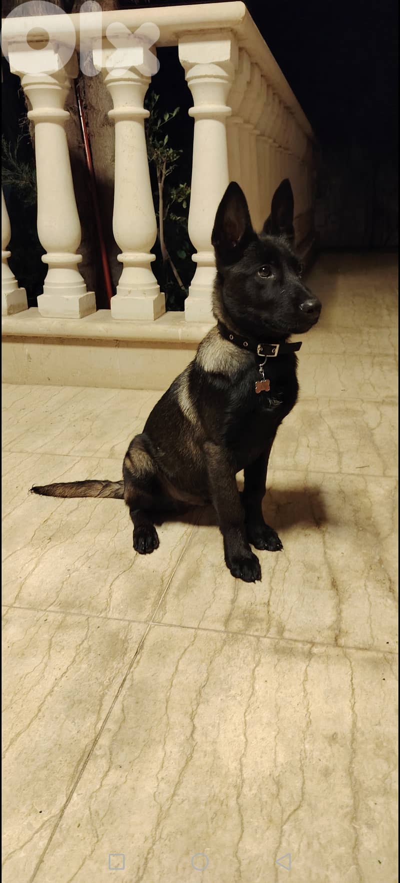 Belgium Malinois 3.5 months 1