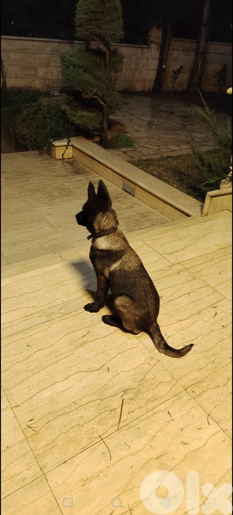 Belgium Malinois 3.5 months 2
