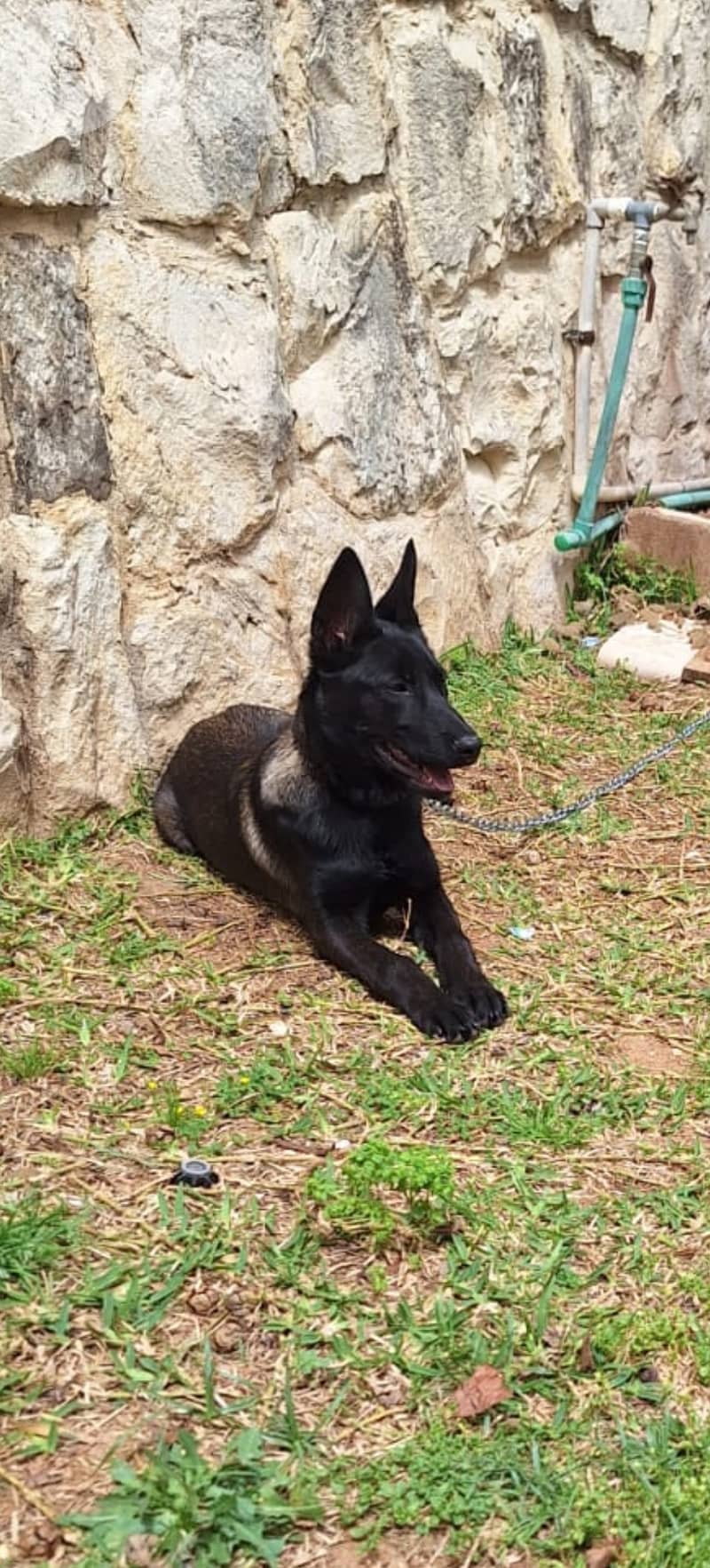 Belgium Malinois 3.5 months 3