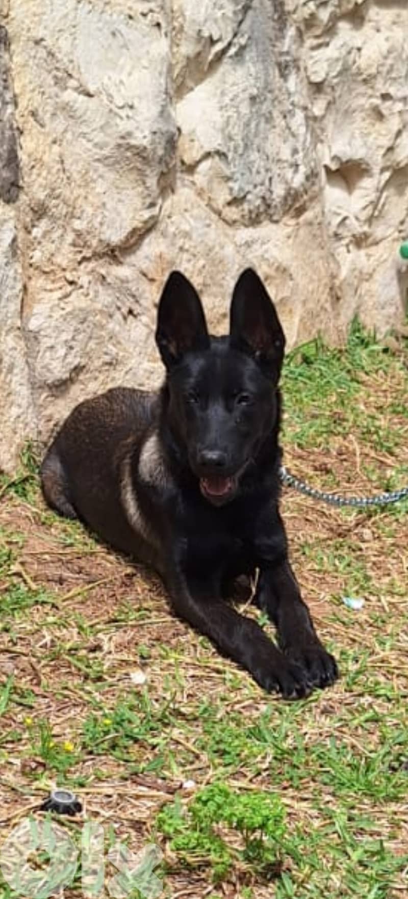 Belgium Malinois 3.5 months 4