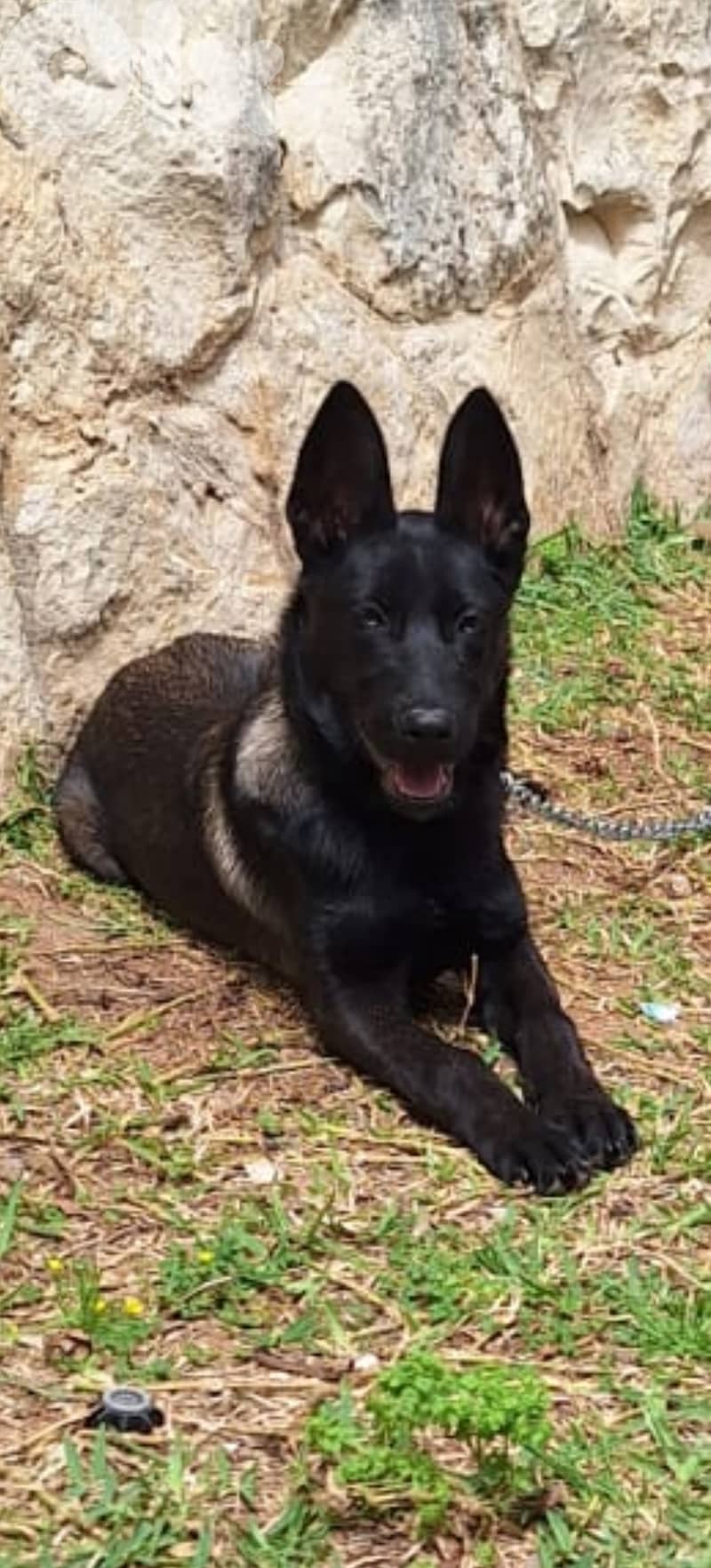 Belgium Malinois 3.5 months 5