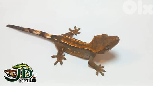 crested GECKO flame
