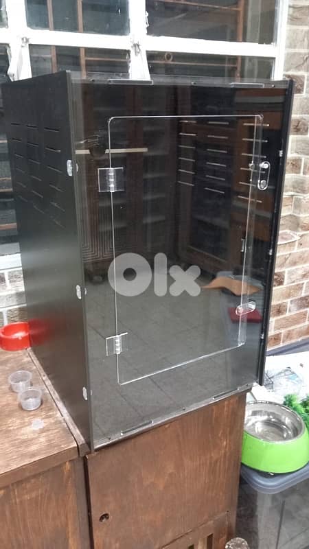 crested GECKO flame 1