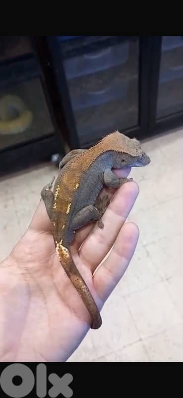 crested GECKO flame 3