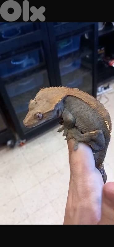 crested GECKO flame 4