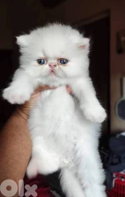 exotic Persian