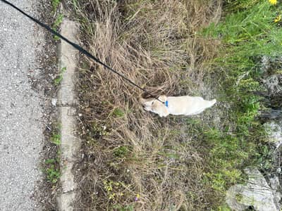 pure breed golden retriever