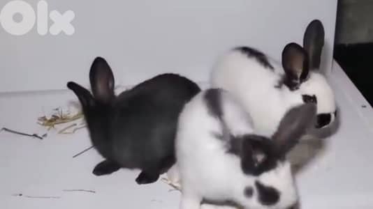 ارانب بابيون