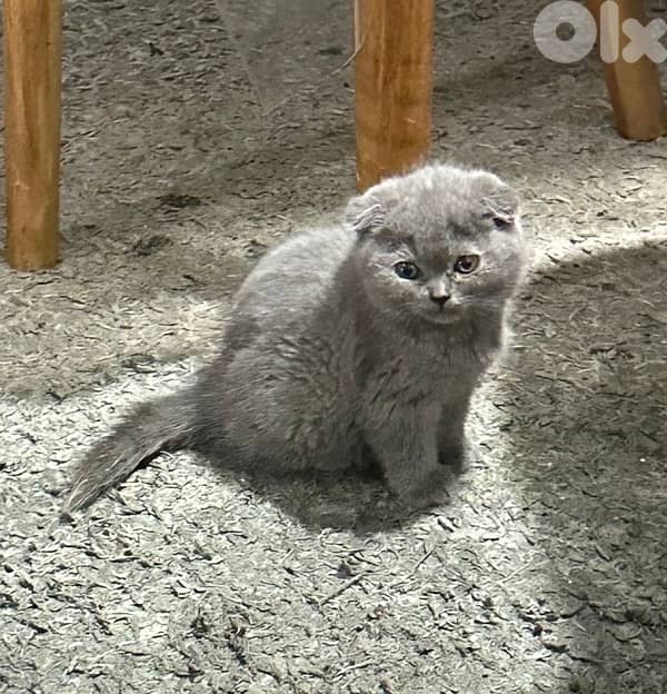 قطط للبيع 1