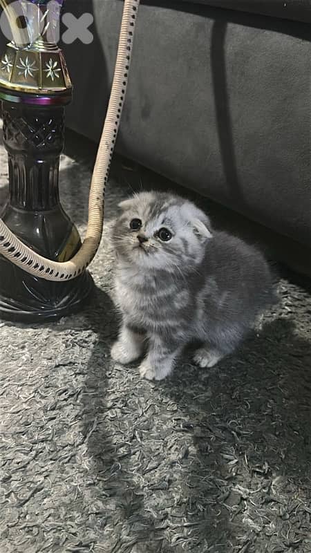 قطط للبيع 2