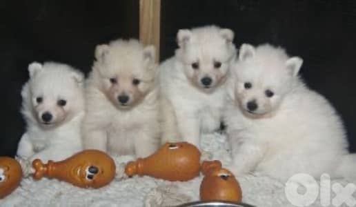 german spitz puppy