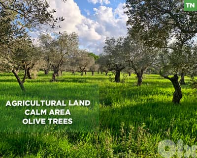 Calm Location, Beshmezzine - Koura/ بشمزين – الكورة REF#TN135333