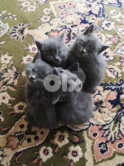 عرمون-عالية