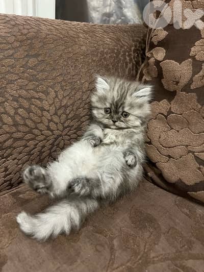 قطط  من ام شيرازي واب برتش لونغ هير مأصل