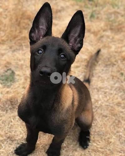 Belgian Malinois Puppies [dog كلاب]