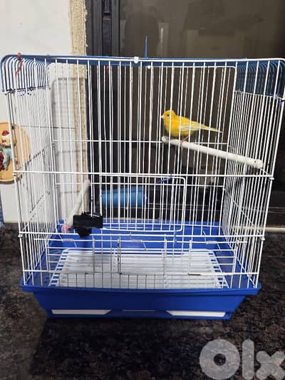 2 beautiful male canaries  with their cages + 5 extra cages included