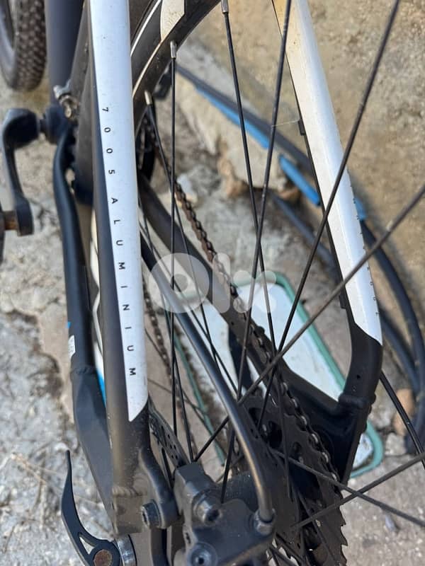 bulls imported from germany 1