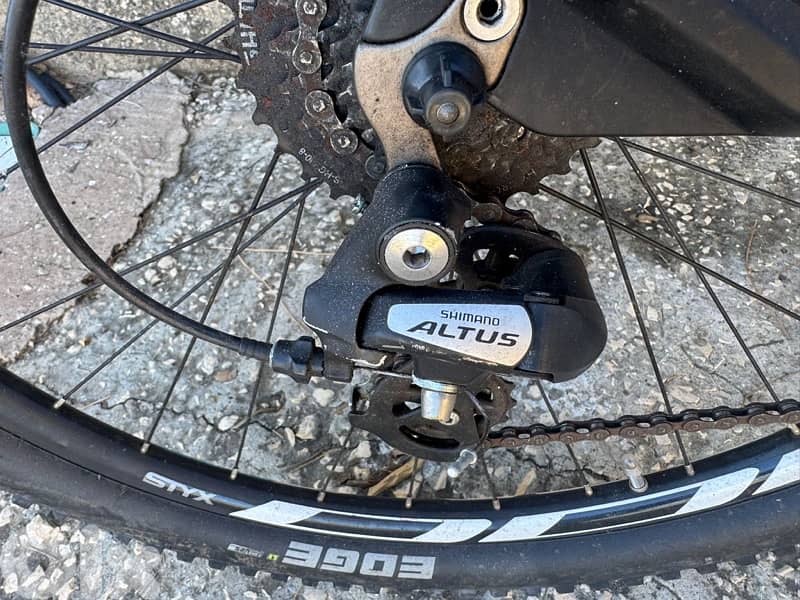 bulls imported from germany 2