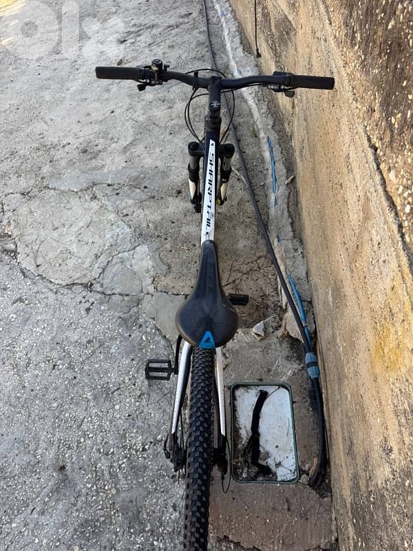 bulls imported from germany 3